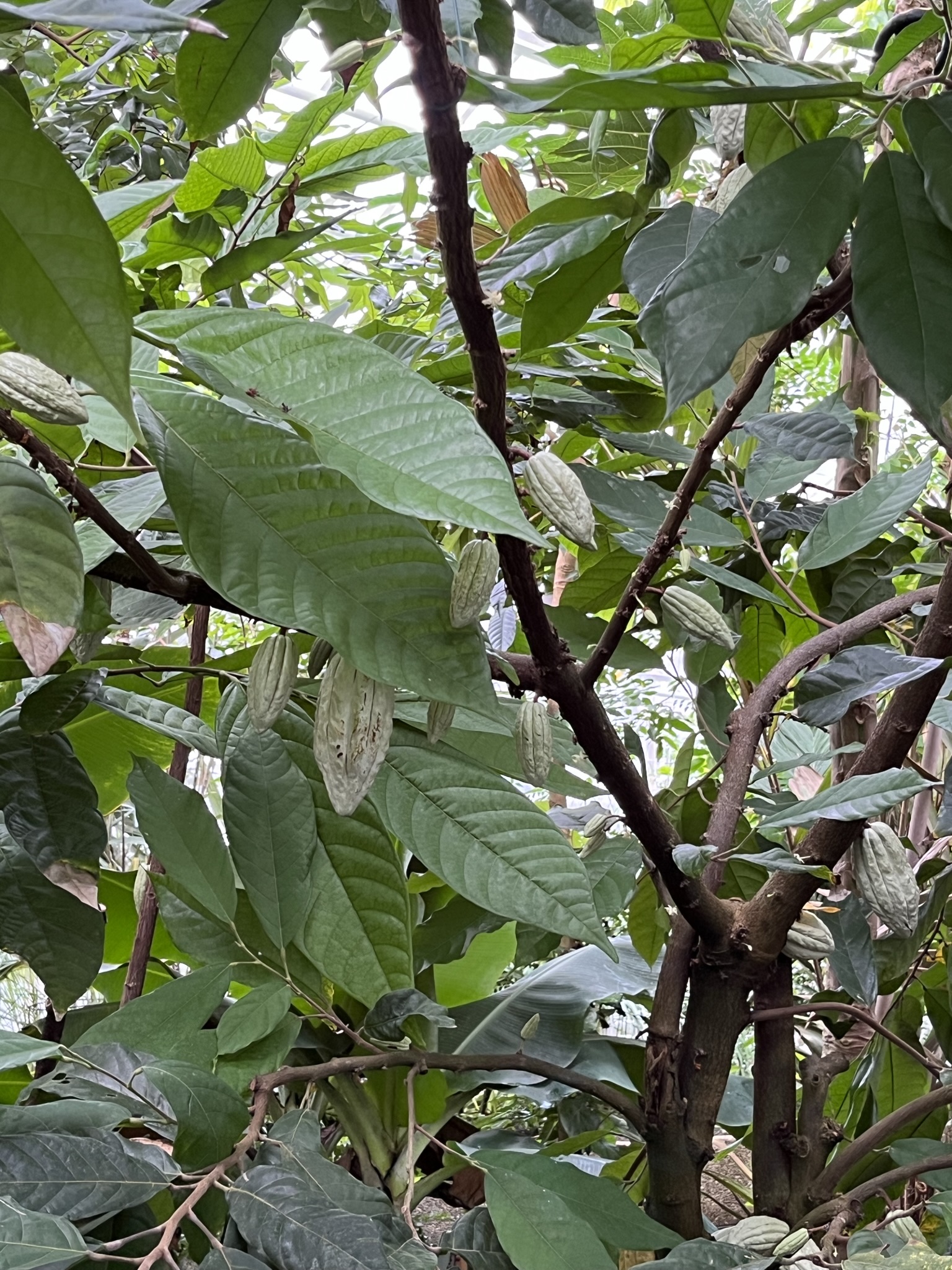 Kakaobaum mit grnen Schoten