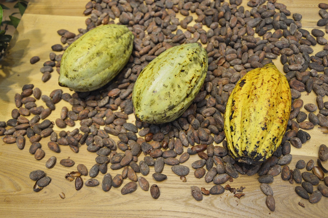 Kakaoschote und getrocknete Bohnen